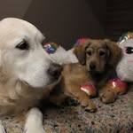 Hope, Nala et Sirius Edmond Black - @hope_nala_andsiriusedmond - Instagram
