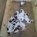 Edmond Pittman - Facebook