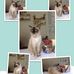 Edmond Tan Veterinary Surgery - Facebook