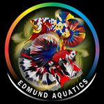 Edmund Fish Showcase - @edmundshowcase - Instagram