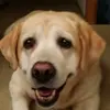 zeke - @edmundfitzpatrick2 - TikTok