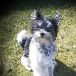 Edmund Smith - @the_dogfather_of_alexandria_ - Instagram