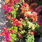 Edmundo Huaman - Facebook