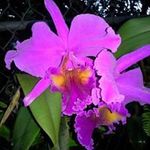 Edna Baez - @ebaez0460 - Instagram