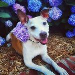 Edna Bean - @theednabean - Instagram