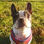 Edna - @ednabeandog - Instagram