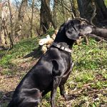 Edna - @edna_black_dog - Instagram