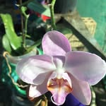 Edna Boyle - @edna.boyle.54 - Instagram