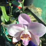 Edna Boyle - Facebook