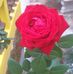 Edna Brandon - Facebook