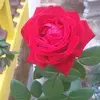 Edna Brandon - @edna.brandon - TikTok