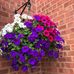 Edna Carpenter - Facebook