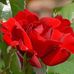 Edna Dyer - Facebook