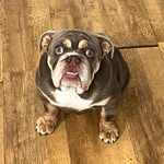 Edna English Bulldog - @ednabulldog - Instagram