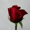 sneha - @eedna_galloway - TikTok