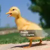 Funny Duck - @ednagilbert05 - TikTok