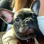 Edna Goodman - @ednafrenchie - Instagram