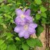 Edna Griggs - Facebook