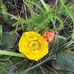 Edna Grubb - Facebook