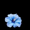 ℰ𝒹ℯ𝓃 - @edenheitzmann - TikTok