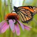 Edna Holmes - Facebook