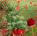 Edna Huffman - Facebook