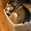 Edna & Gerda - @ednathehusky - TikTok