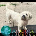 Edna Irizarry - @llama.485781 - Instagram