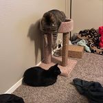 Theo+EdnaMode+Jack Romano-Rodriguez - @theo.edna.jack_theogpets - Instagram