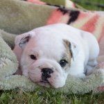 Edna-Jean - @ednathebulldog - Instagram