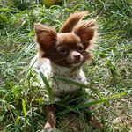 Edna the Chihuahua - @little_bean_edna_jean - Instagram