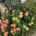 Edna Dyck McCall - Facebook