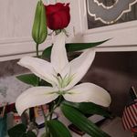 Edna Mitchell - @edna.mitchell.507 - Instagram
