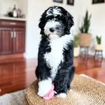 Edna Mode - @ednamodesheepdoodle - Instagram