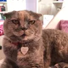 Edna Mode - @edna.thecat - TikTok