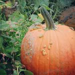 _Edna_Moon_ - @_edna_moon_s - Instagram
