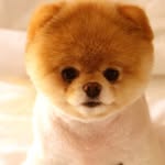 Edna_No_Toilet - @no_toilet_edna - Instagram