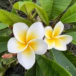 Edna S. Rice - @sweetrice808 - Instagram