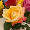 ednascott489 - @ednascott489 - TikTok