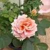 Edna Sena - @edna.sena68 - TikTok