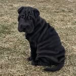 Edna - @ednathesharpei - Instagram