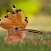 Edna Shields - @edna.shields - TikTok