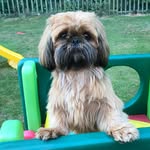 Edna - @ednashihtzu2018 - Instagram