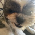 Edna Mae - @edna_shih_tzu - Instagram