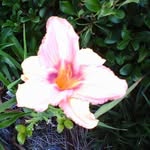 Edna Jean Mann Shivers - @ejs5424 - Instagram