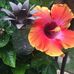 Edna Stokes - Facebook