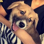 Edna Sue - @edna_the_corgi_ - Instagram