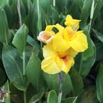 Edna Swanson - Facebook