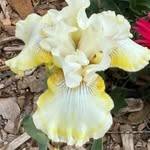 Edna Geneva Thacker Powell - @etpowell2023 - Instagram