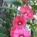 Edna Tipton - Facebook